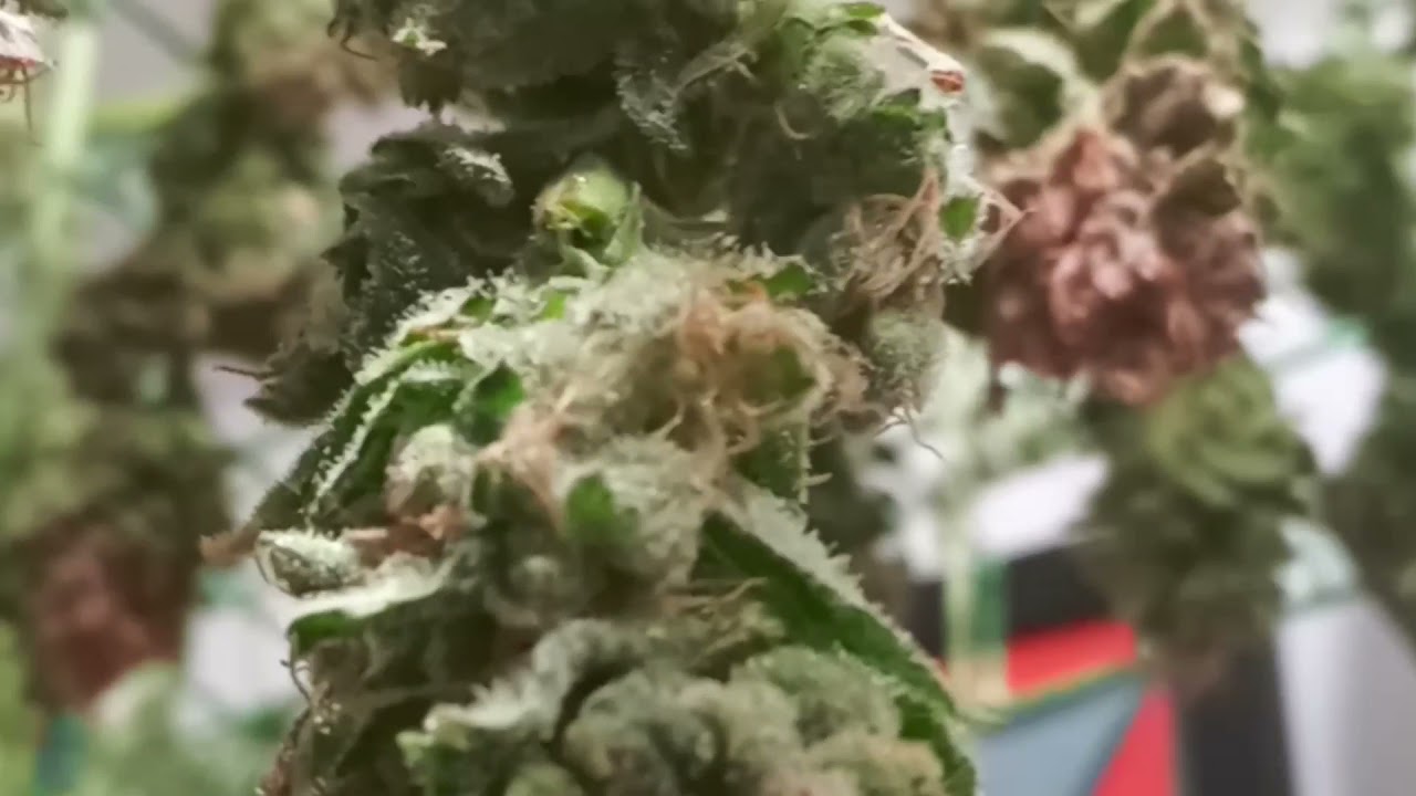 Harvest Gelato week 10