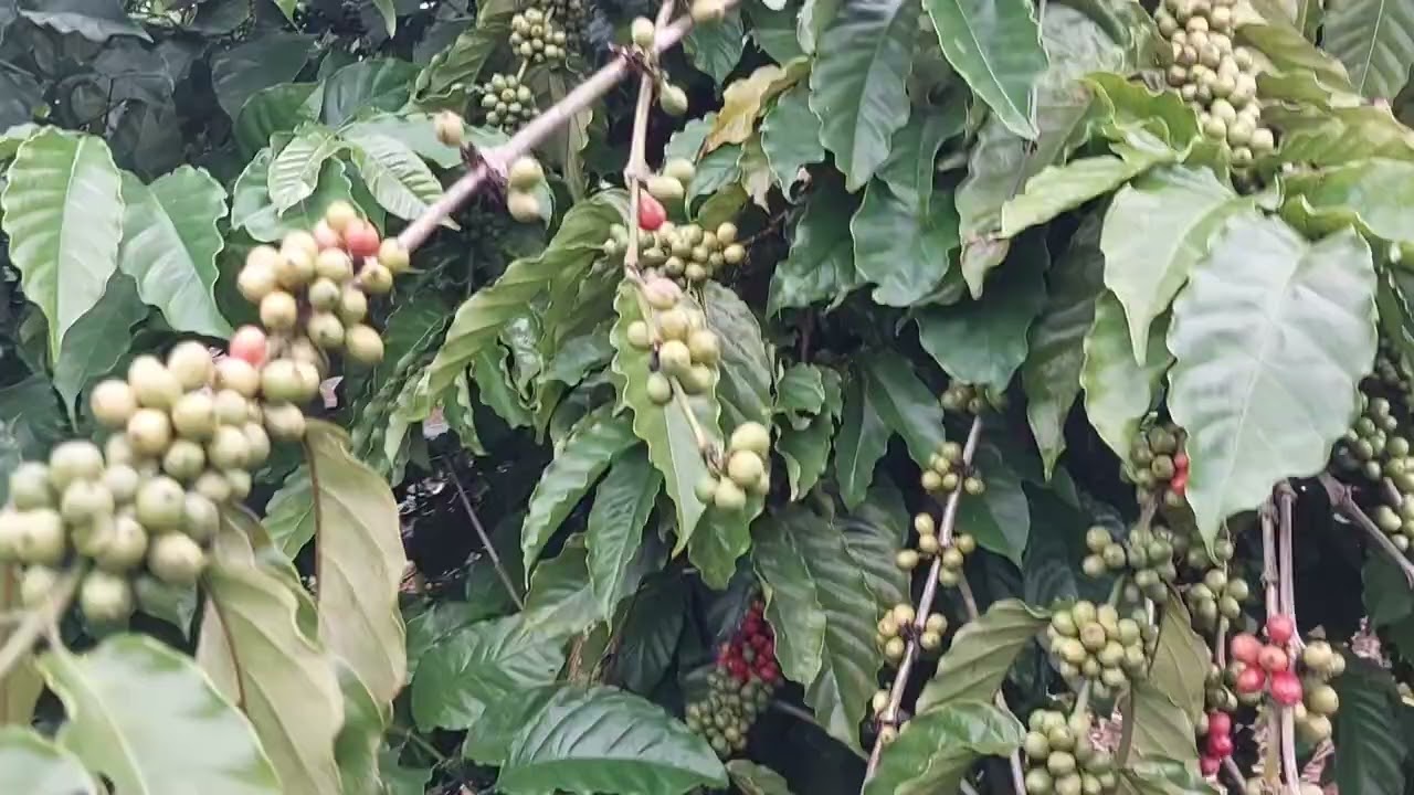 Thu hoạch cà phê 2025
