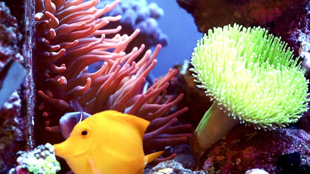 2025 1129 紅奶嘴海葵 粉紅小丑