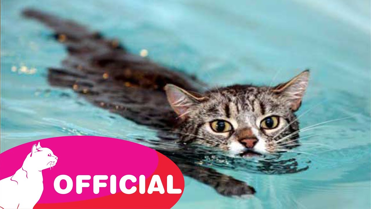 funny cat videos - epic cat #6