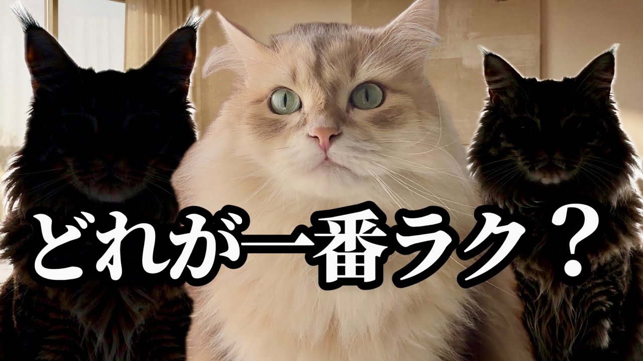 サイベリアンは飼いやすい？他の大型猫と正直に比べてみた