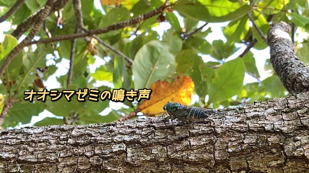 オオシマゼミの鳴き声 セミの鳴き声沖縄 Meimuna oshimensis 沖縄の蝉図鑑