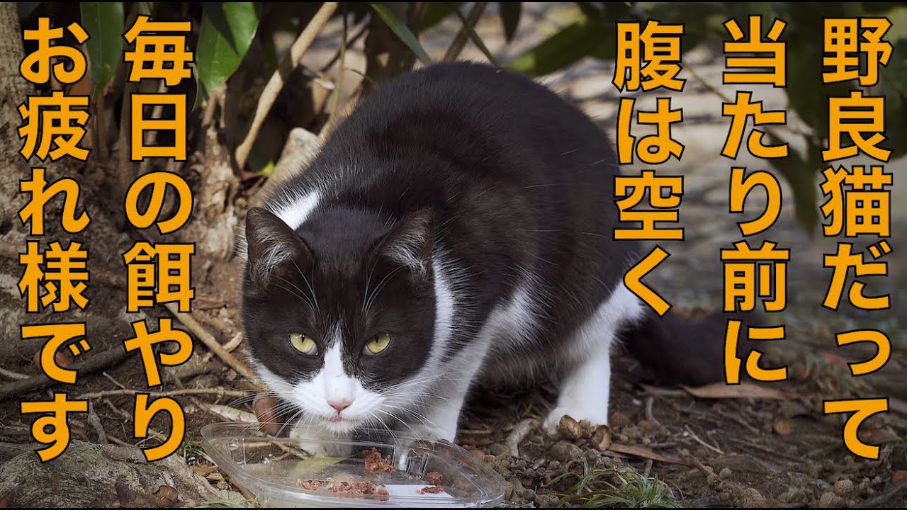１月半ば野良猫餌やりボランティアさんに密着撮影