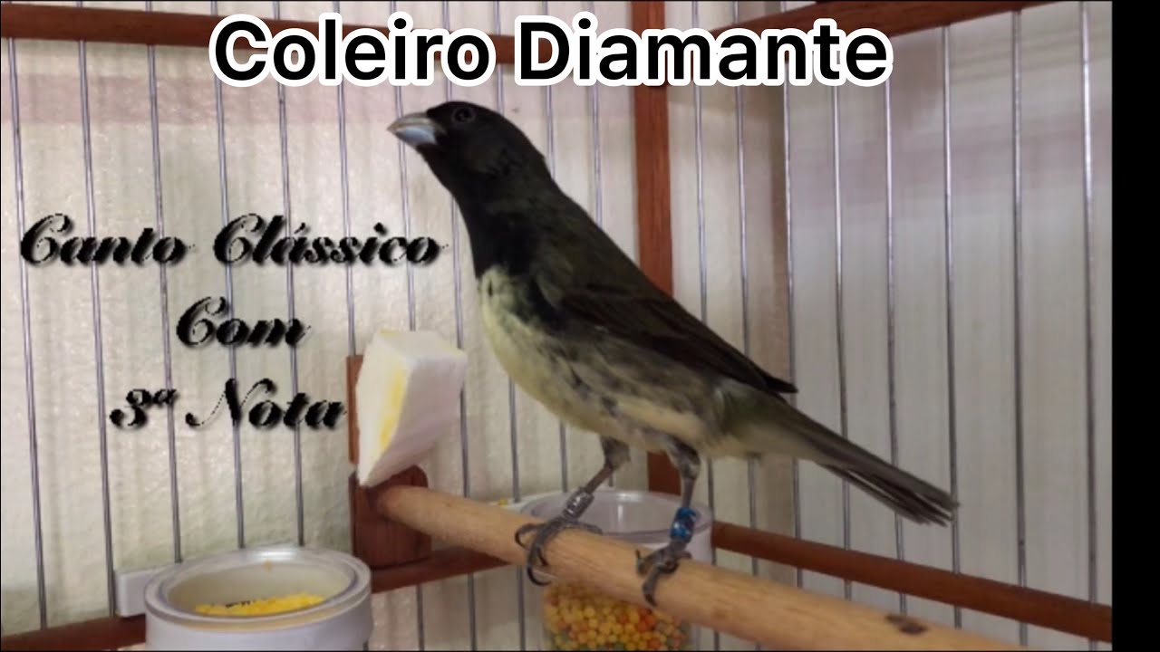 Canto clássico com 3ª Nota intervalo 15 minutos Coleiro “Diamante