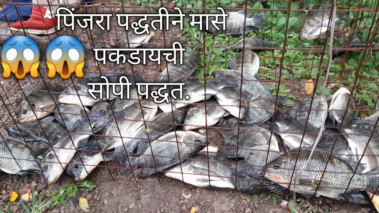 पिंजरा लाऊन पकडले भरपूर मासे ते पन कमी वेळात. home made fish trap 🐟 🐠 🎏 🎣 🐡2022