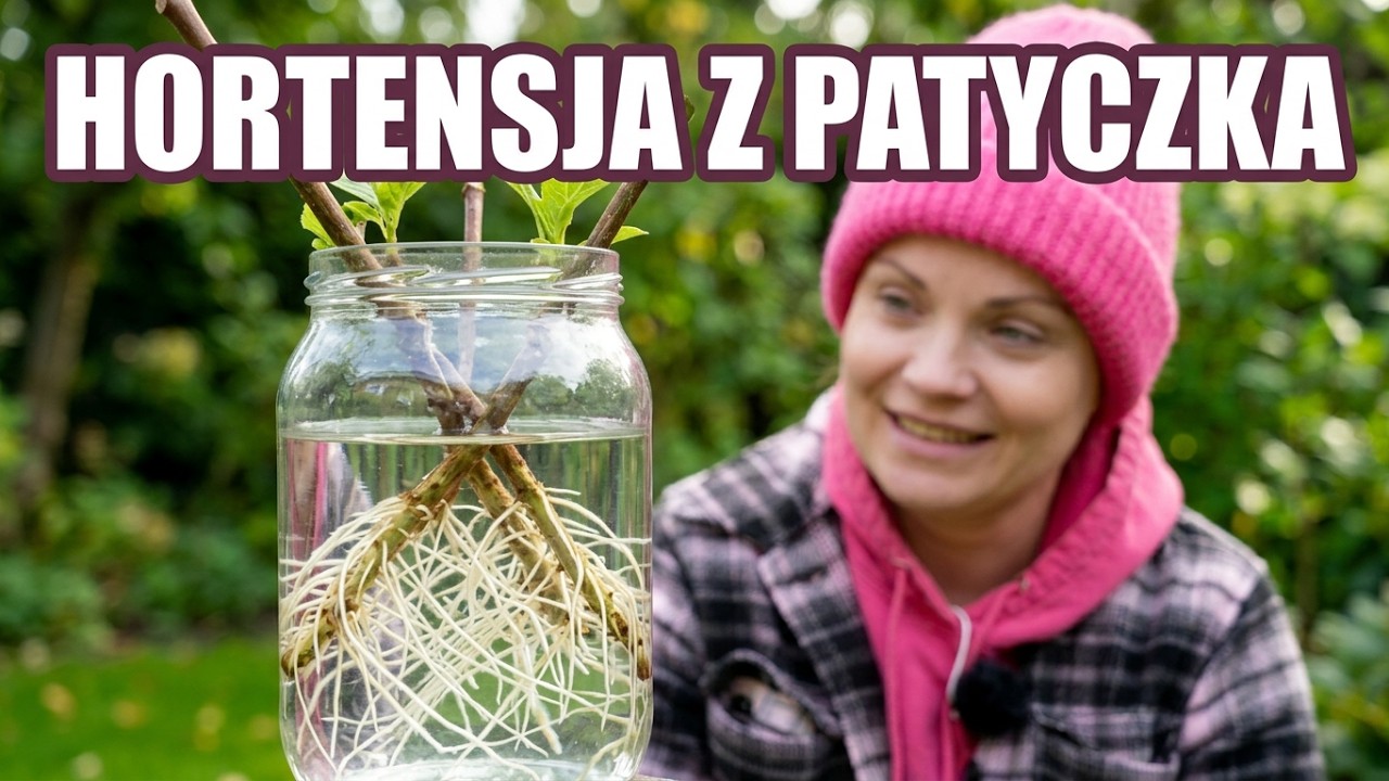 Jak skutecznie ukorzenić sztobry HORTENSJI BUKIETOWEJ / Rozmnażanie hortensji w wodzie / MrsGarden