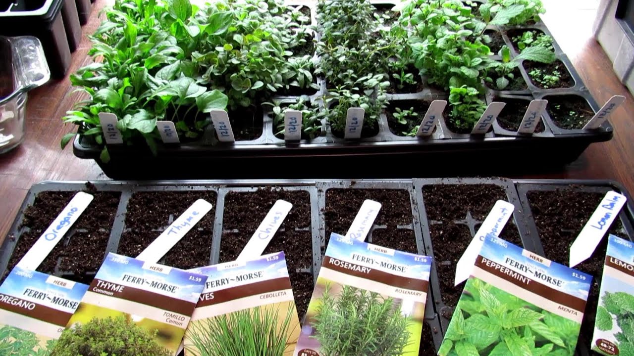 Make $500 Selling Garden Vegetable Plants at a Yard Sale: Starting 7 Great Herbs Indoors - Part 1of3
