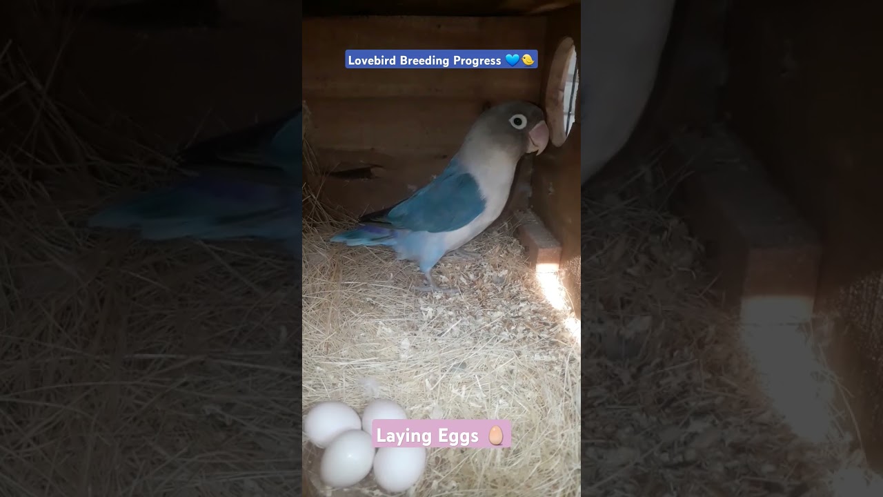 What Is The BEST Lovebird Care Method For Beginners