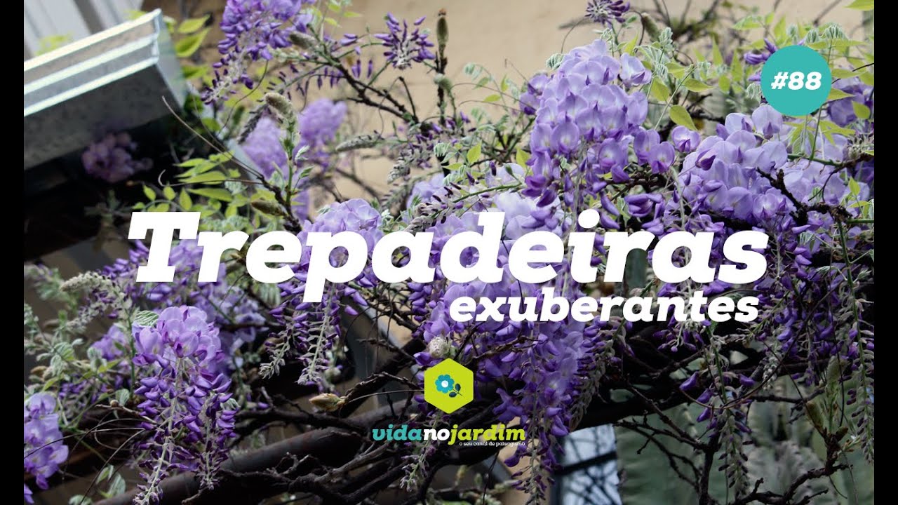 Trepadeiras exuberantes #88