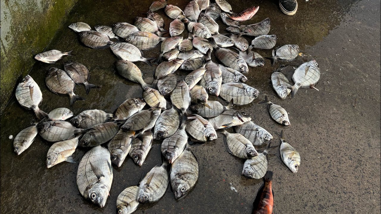 Pesca aos sargos são Miguel Açores 2025 Costa Sul /pesca de sargos / fishing sargos