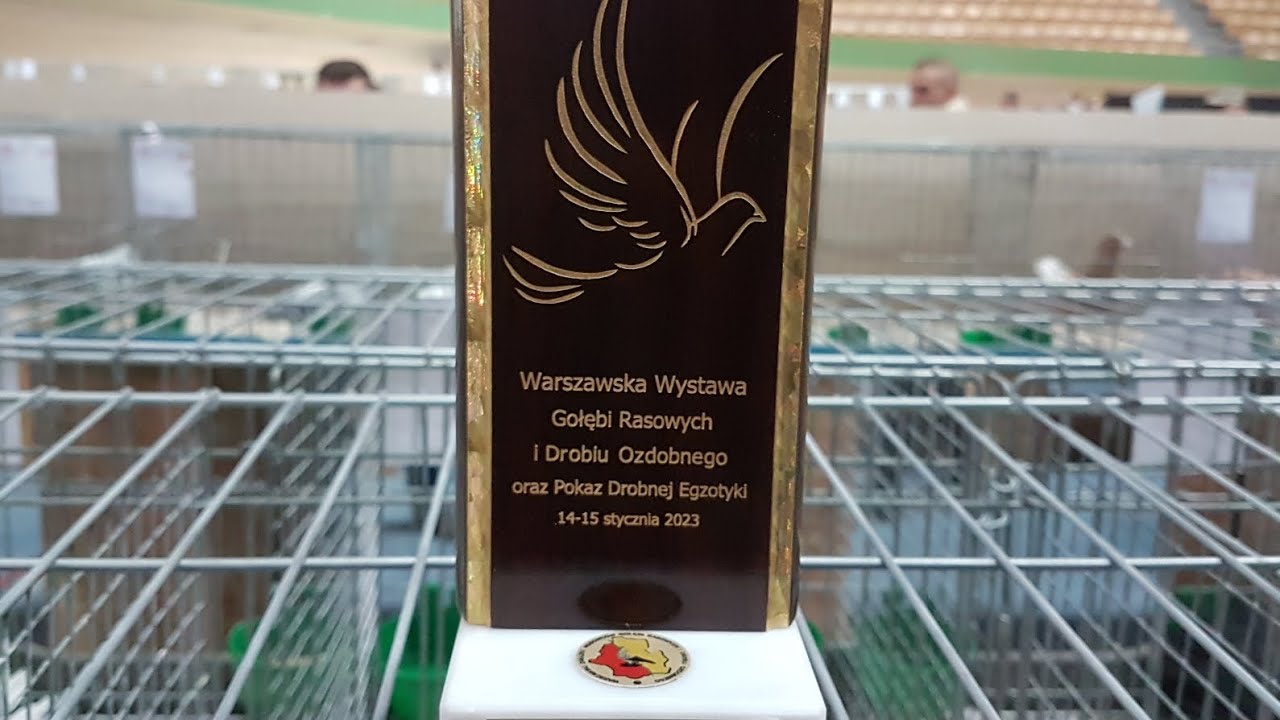 Wystawa gołębi Pruszków i gołąb za 20 tysięcy zł