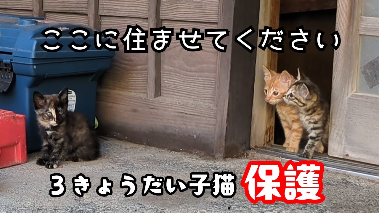 保護猫カフェ予定地の古民家に自ら入ってきた３匹のきょうだい子猫を保護しました