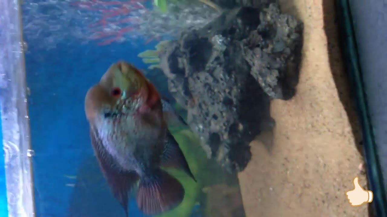 MY MAGMA Flower horn fish