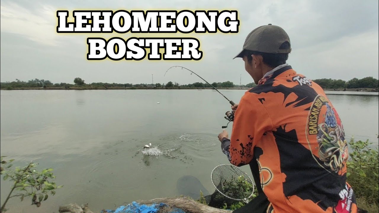 Lehomeong...!! Mancing Bandeng Spot Domas 