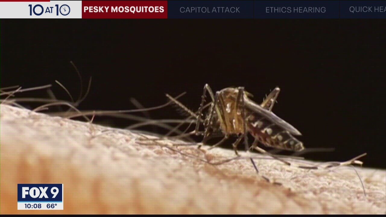 Why are mosquitoes so bad right now? I KMSP FOX 9
