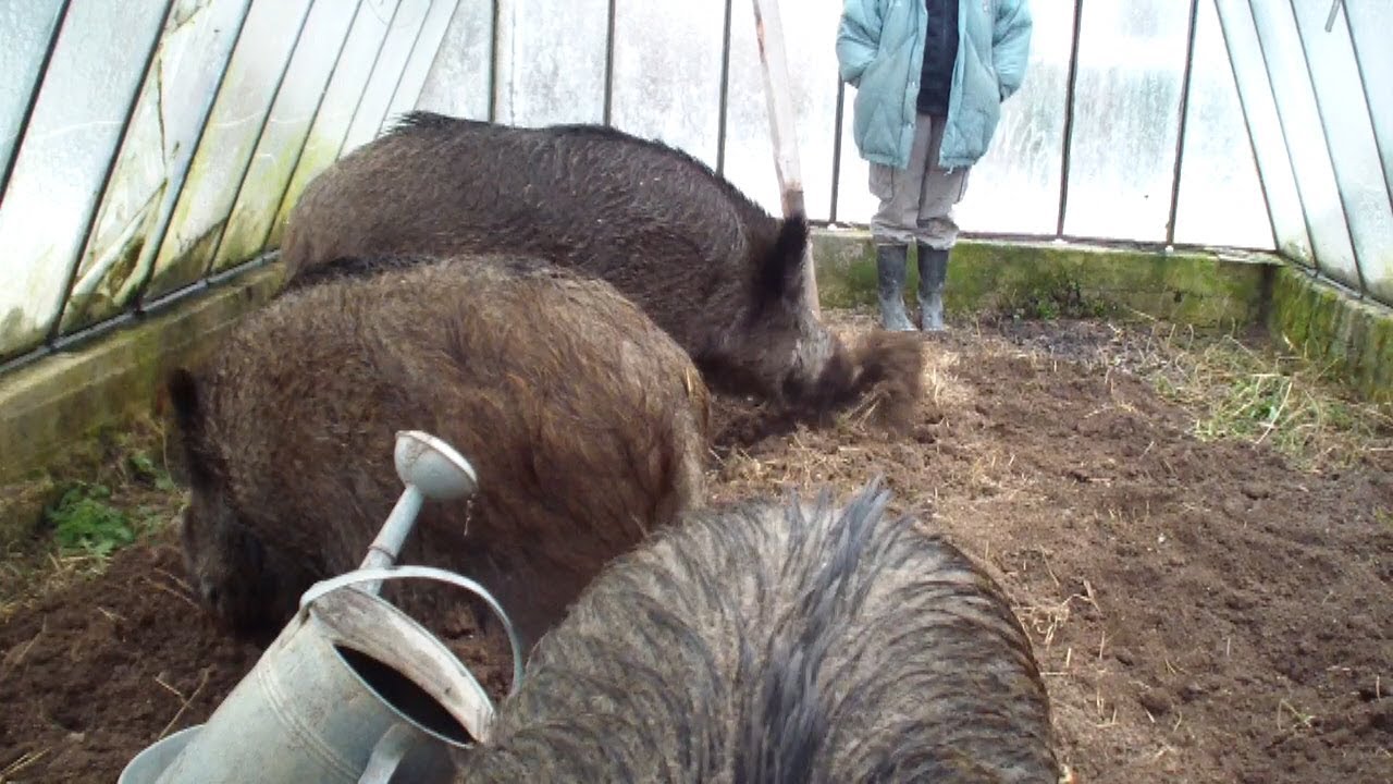Wild boars as brigade team