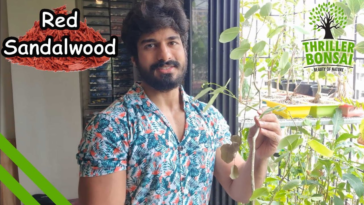 Red Sandalwood Bonsai - Endangered species