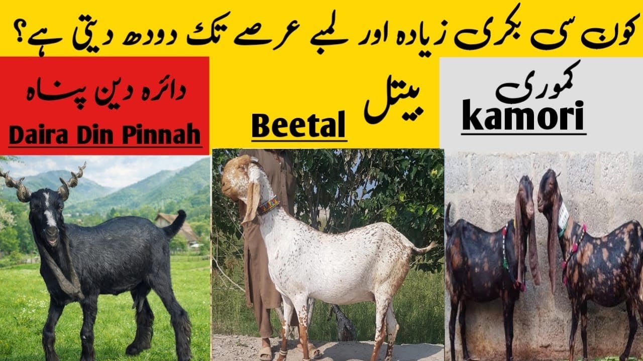 کون سی بکری زیادہ اور لمبے عرصے تک دودھ دیتی ہے؟ Which Goat Gives More Milk? Beetal vs Kamori vs DDP