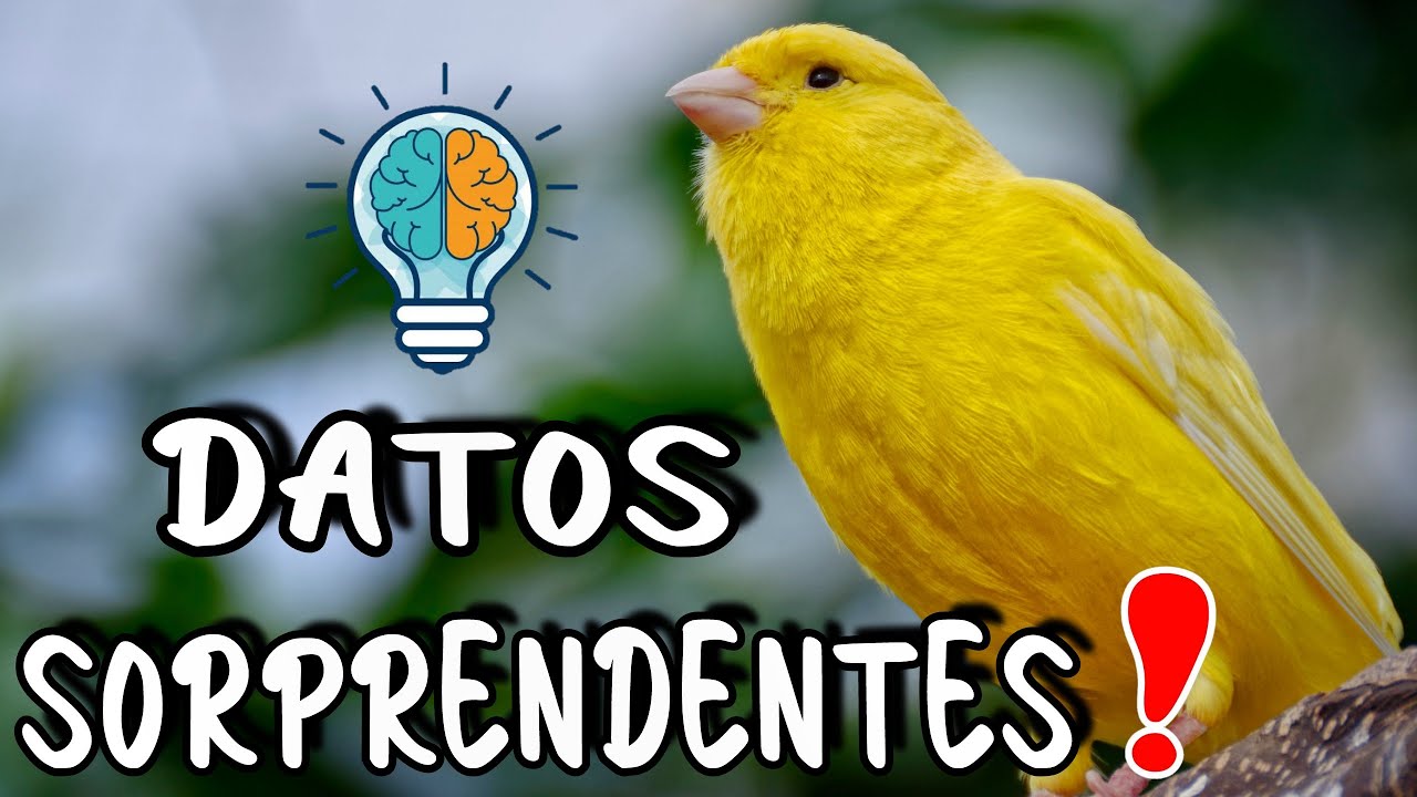 Revelando Secretos: Datos ASOMBROSOS de los CANARIOS 🐤🤯
