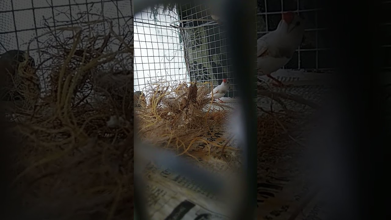 finches taking nesting materials🤗