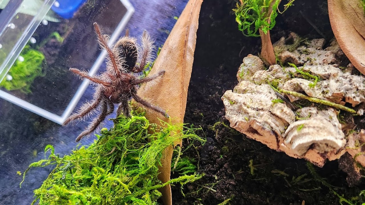 Tarantula enclosure upgrades for Brazilian black and Curly hair tarantula!