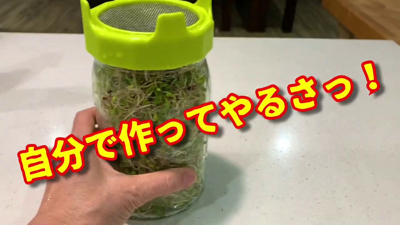 【簡単キッチン菜園】ブロッコリースプラウトを死ぬ程食べて長寿ってやる！