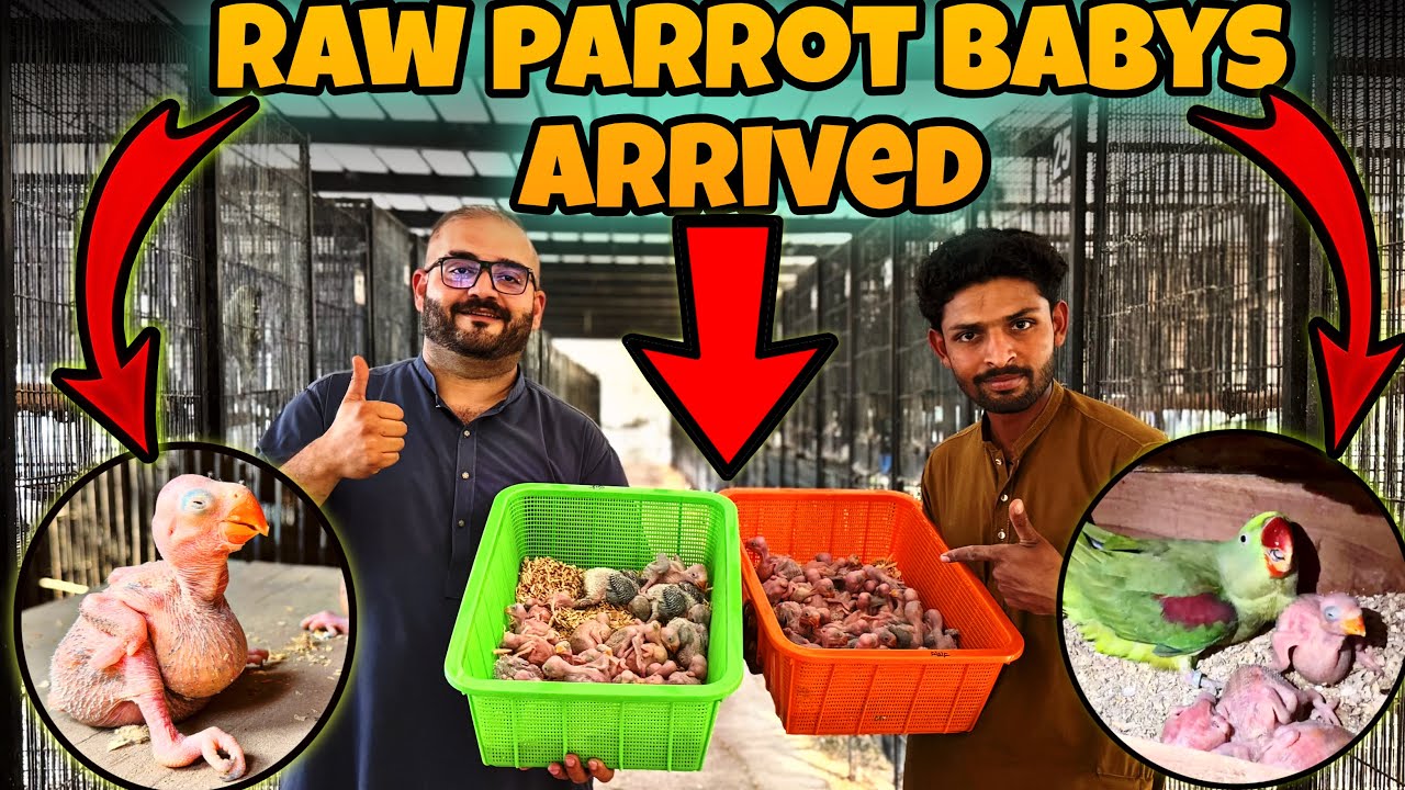 Raw Parrot Breeding Season December to March 2026 || 100 Raw parrot Babys Arrived Alahamdoliillah 😍