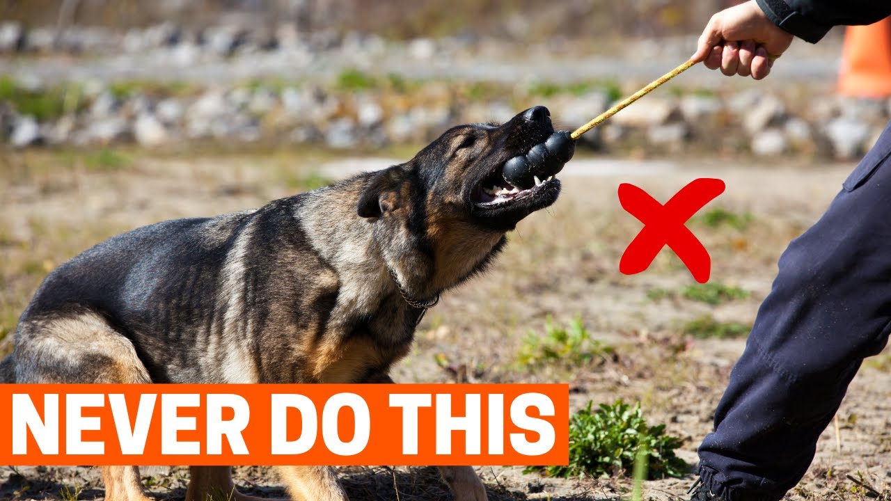 7 Things You Must Never Do to Your German Shepherd!