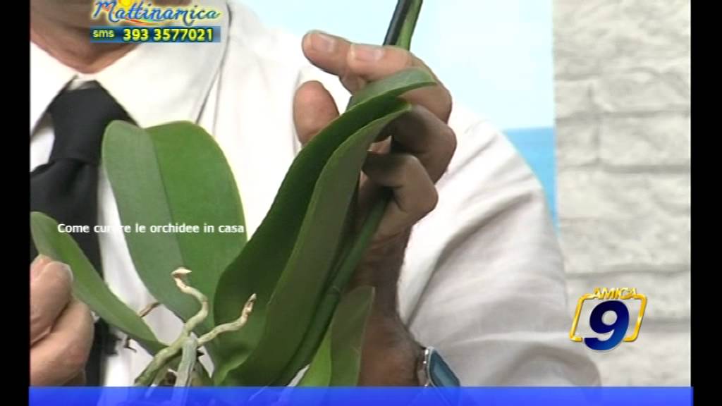 Come curare le orchidee in casa | Pollice Verde | Nicola Falcetta