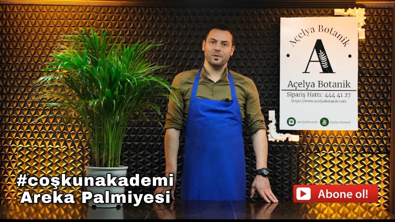 #coşkunakademi | Areca (Areka) Palmiyesi bakımı nasıl yapılır? | Toprak değişimi nasıl yapılır?