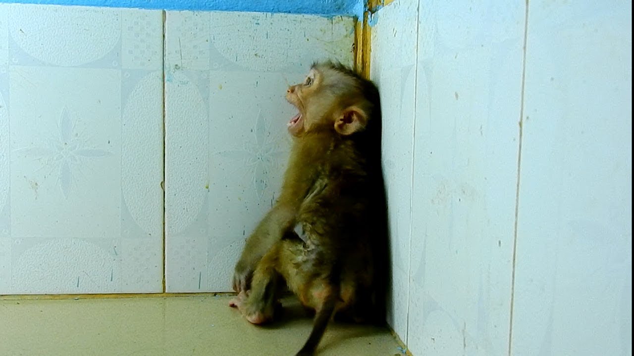 What happening on monkey Maly cry and frighten while raining outside