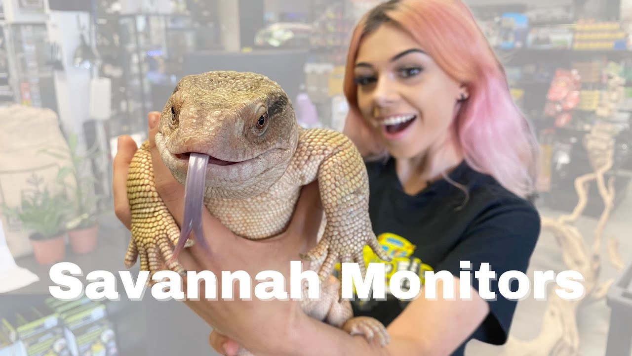 Savannah Monitor