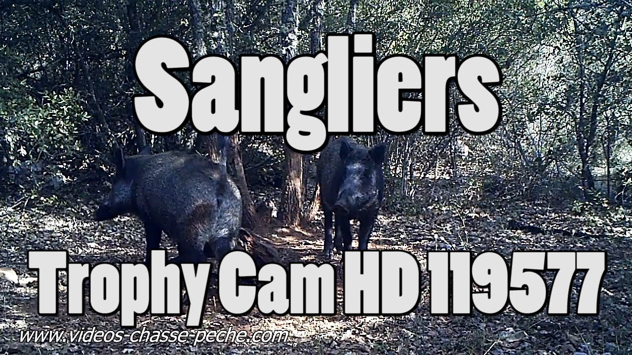 Sangliers Bushnell Trophy Cam HD Max 2013 119577
