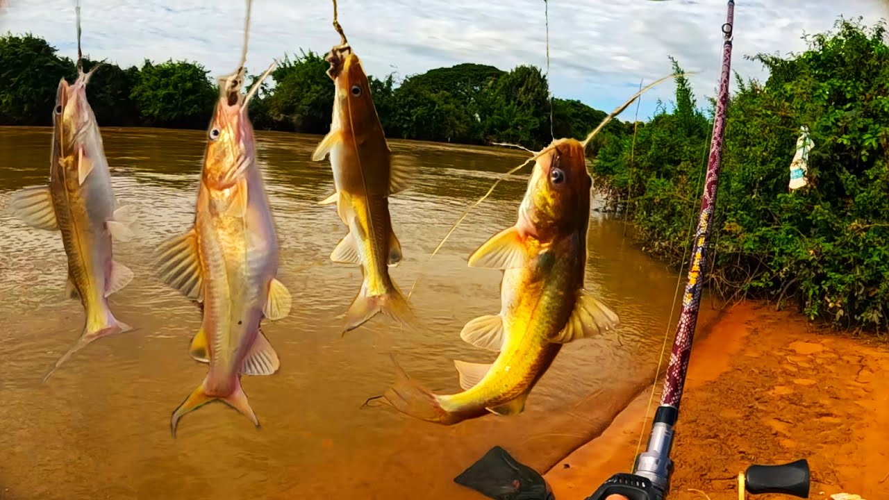 Catfish fishing for a full day, I'm catching some small and many big fish.