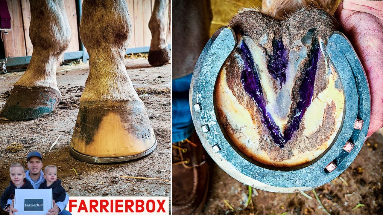 HORSESHOEING with SIDEBONE shoe // HANDMADE horseshoes // FARRIERBOX March box
