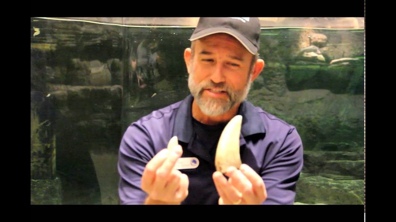 Anatomy of Mighty Mike the American Alligator