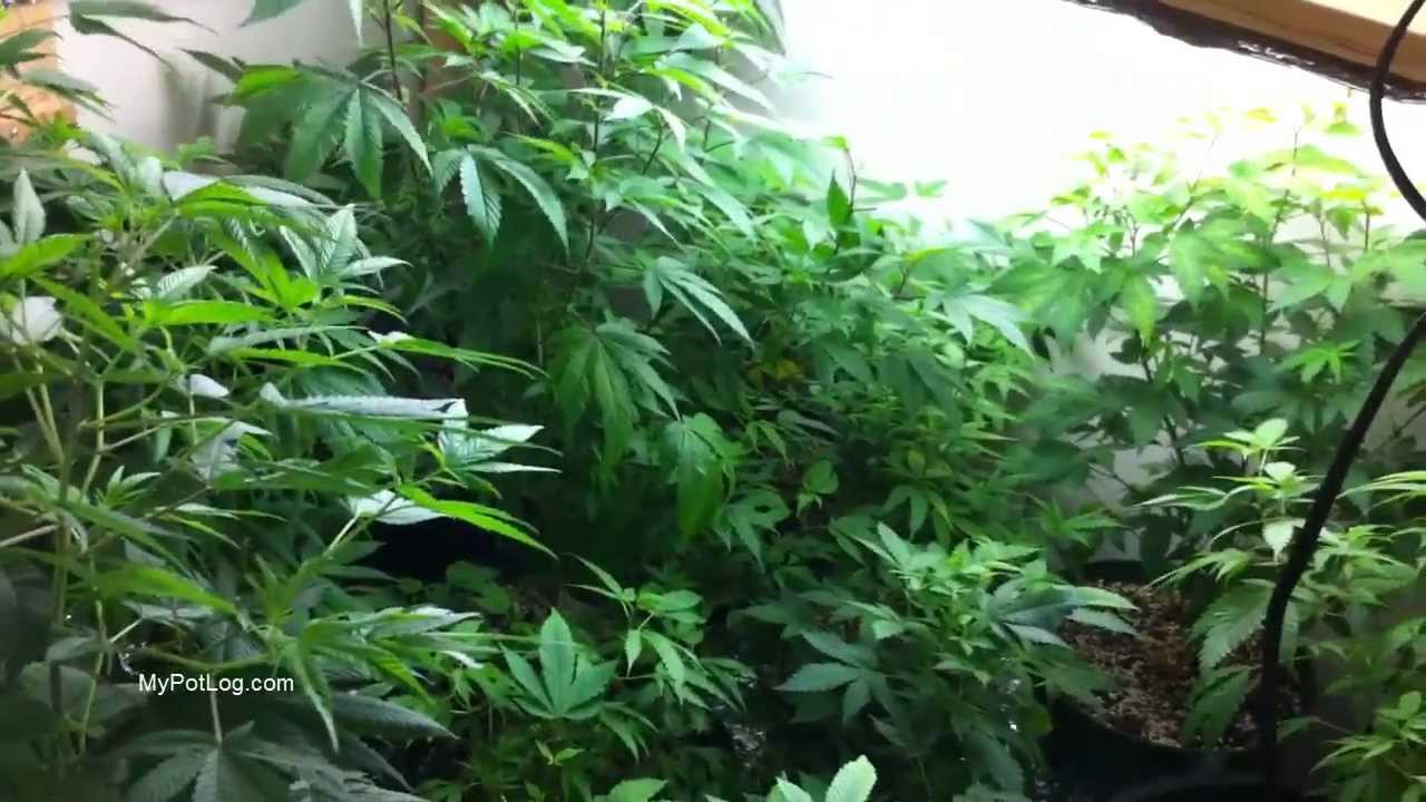 Pro Marijuana Grow Tent? Or Custom Closet Grow Box? Growing Weed Indoors 2013