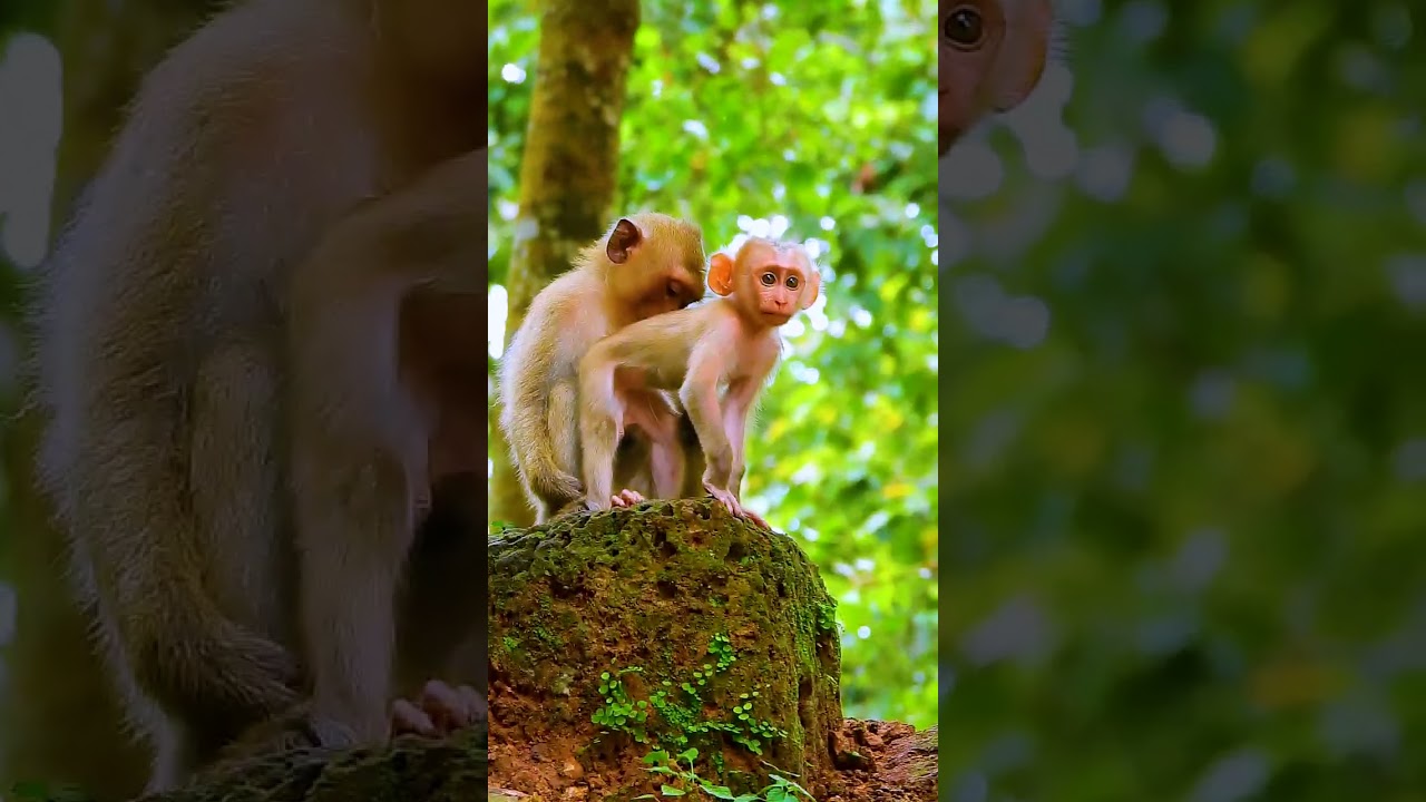 Adorable baby monkeys of the Sovana family, exuding charm and playfulness in a captivating and heart
