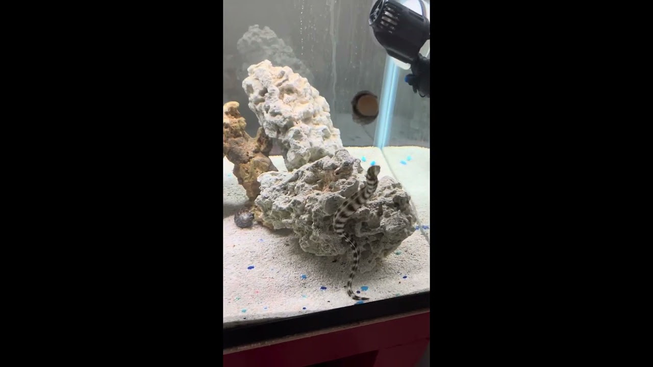 Snowflake eel Guide for beginners