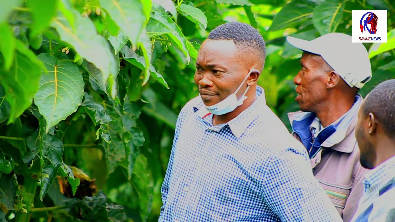 Tree tomatoes farming at Youth  Kennedy Kosgei farm in Tulwamoi village, Equator Sub Location, Mumbe