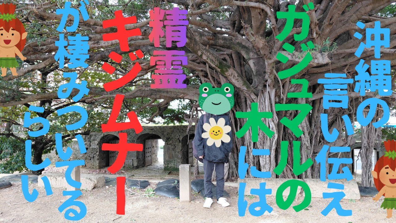 【崇元寺跡のガジュマルの木】ガジュマル育てたくて少しもらってきました