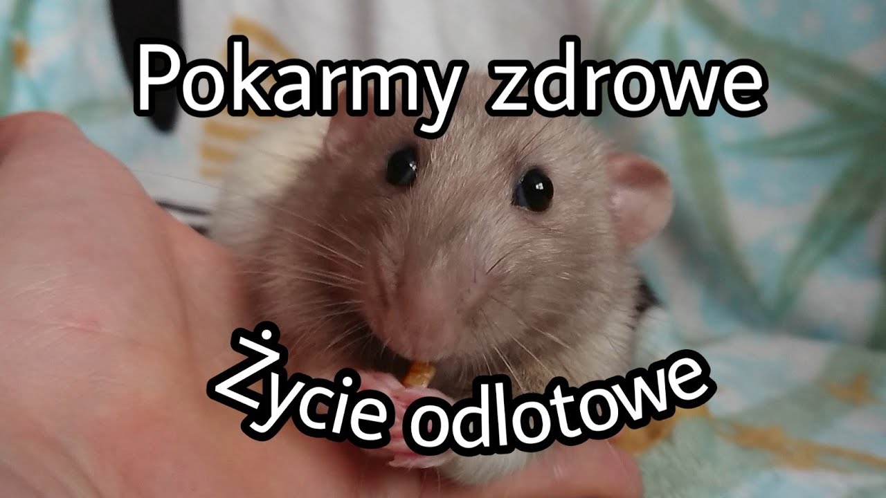 Jak wybrać zdrowe przysmaki i karmy (55)