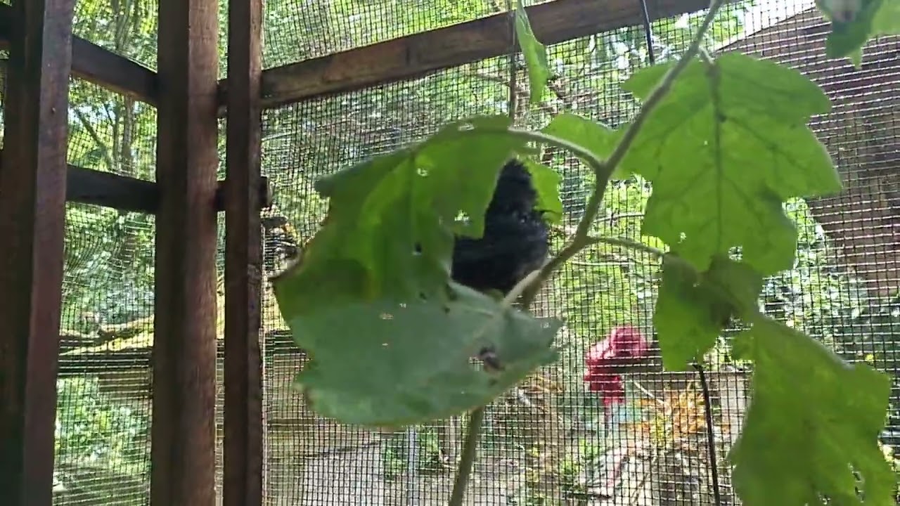 MURAI BATU DI AVIARY MANDI SAMPAI BASAH 