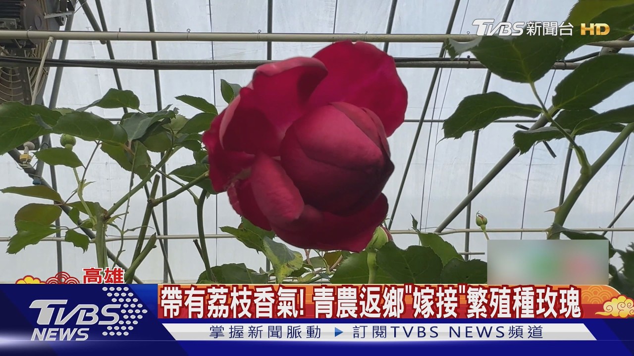 從鍋鏟變花鏟! 廚師返鄉當青農 高雄杉林玫瑰享譽國際｜TVBS新聞 @TVBSNEWS01