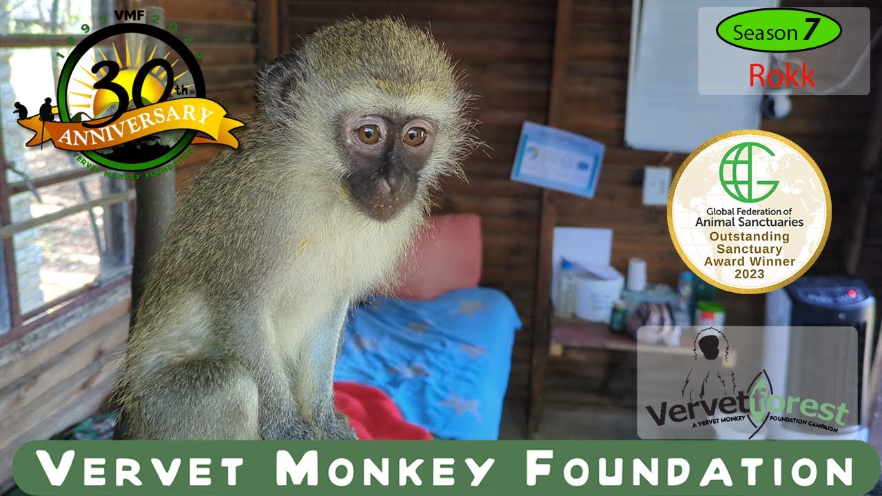 A juvenile monkey Rokk was hit by a car. Will he survive, will we be able to locate his troop?