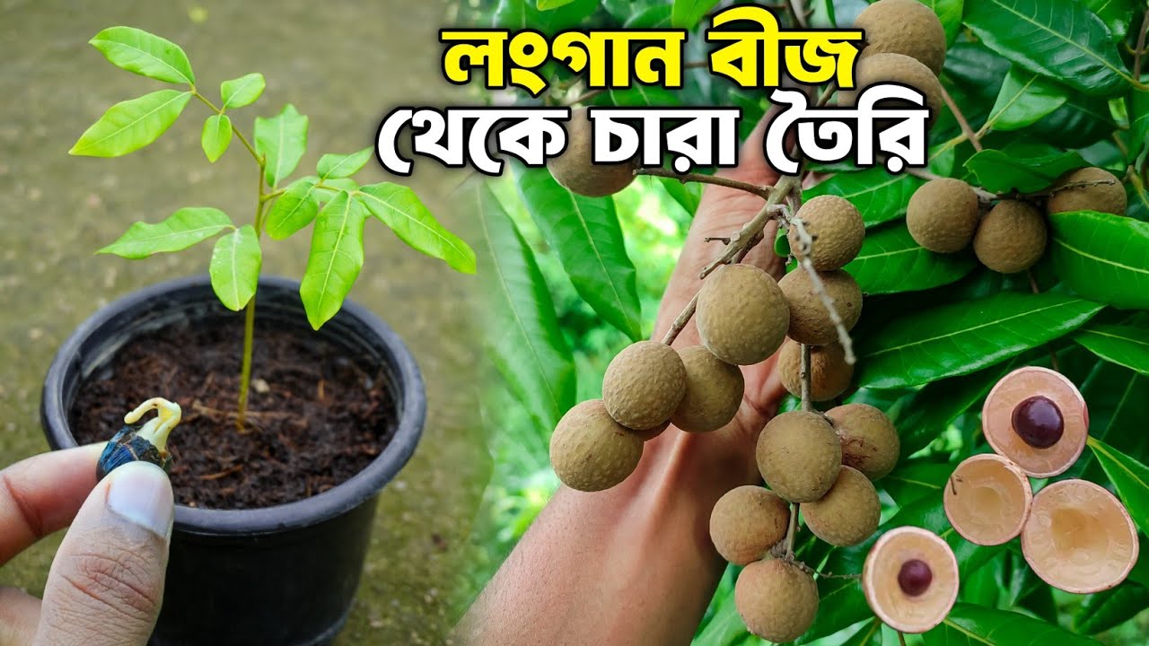 লংগান বীজ থেকে চারা তৈরীর সহজ পদ্ধতি | পিং পং লংগান | Longan Fruit Tree From Seed