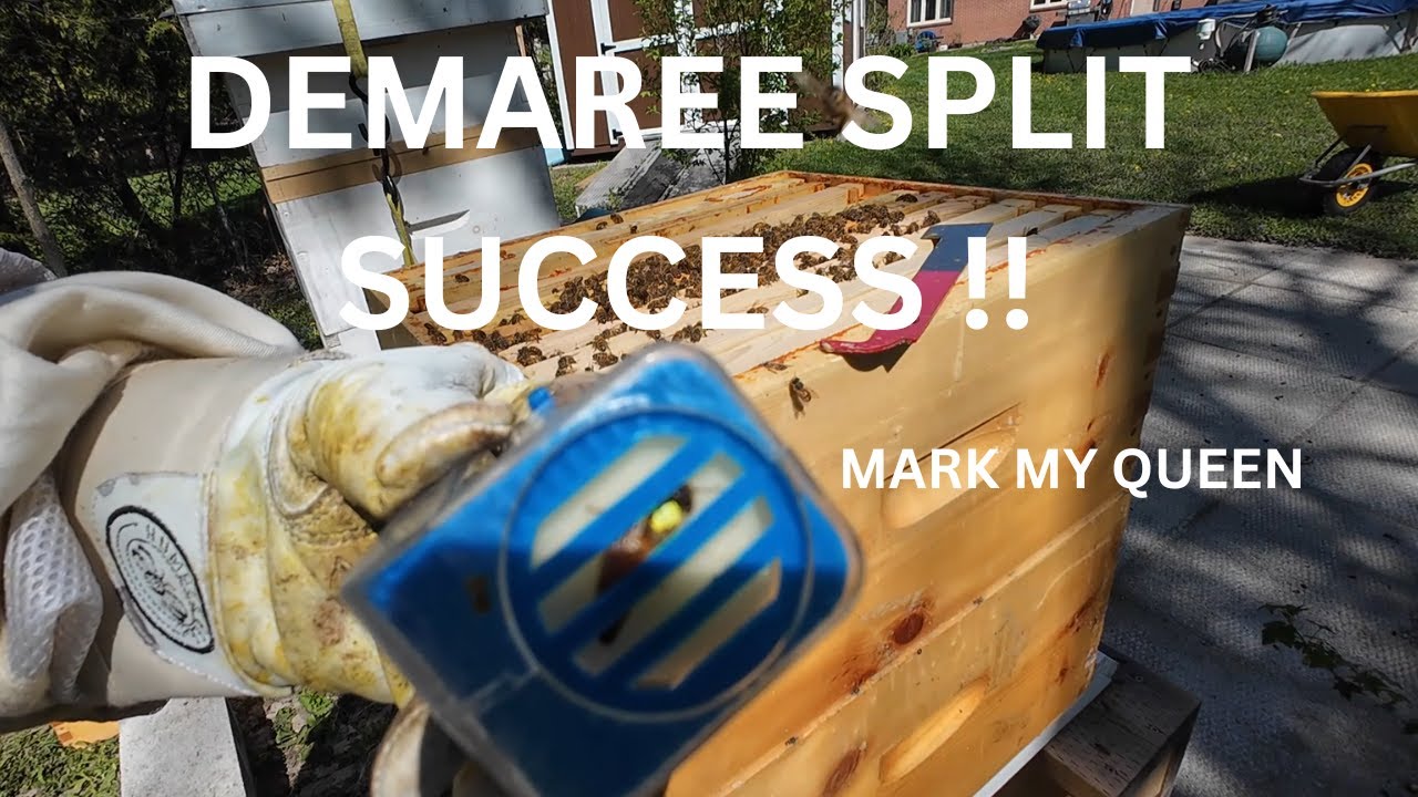 April 27th Demaree split success!!