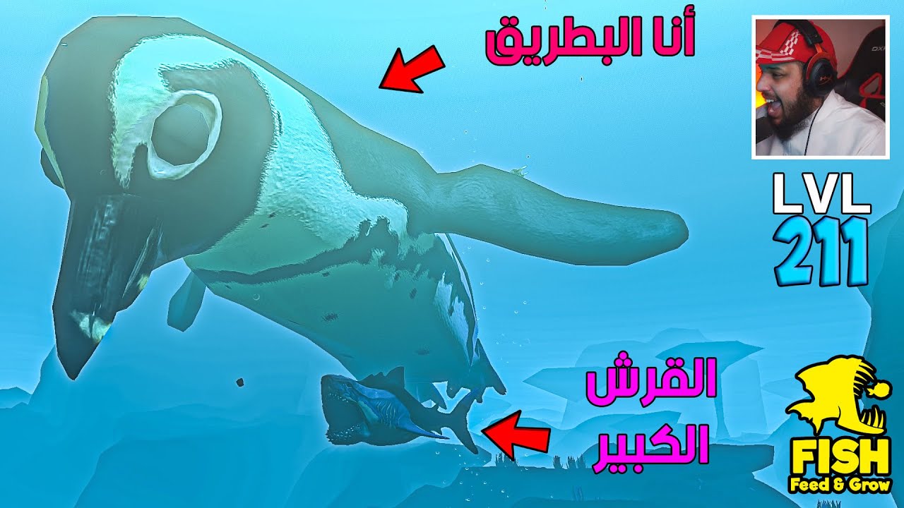 البطريق مو طبيعي😁 | Feed and Grow: Fish