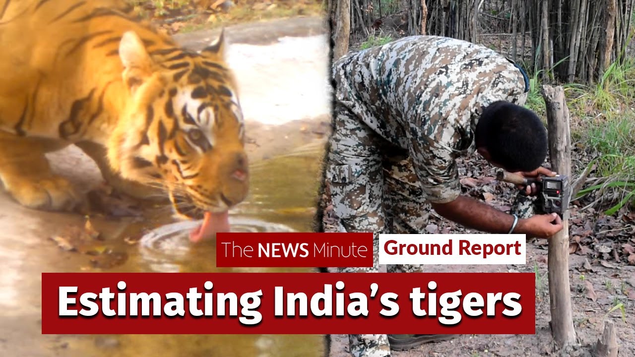 How India’s tiger estimation exercise is done: TNM ground report