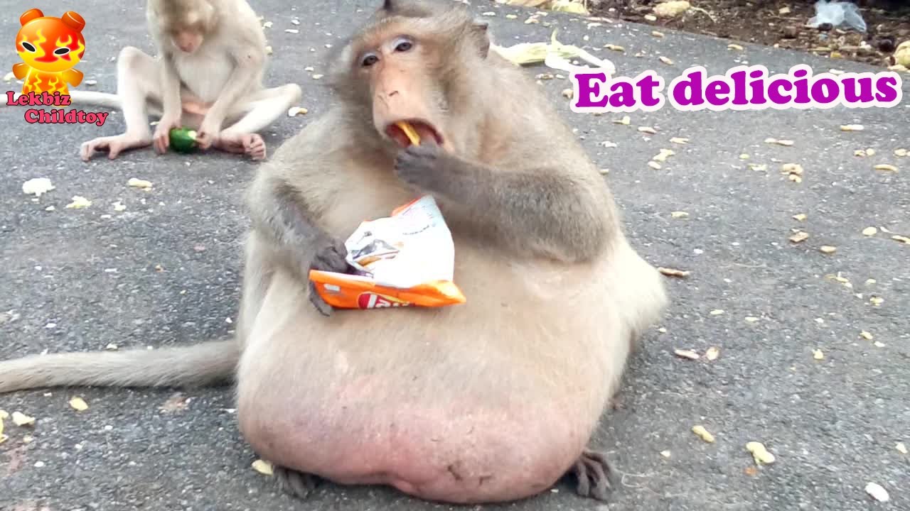 Fat Monkey : Eat more delicious
